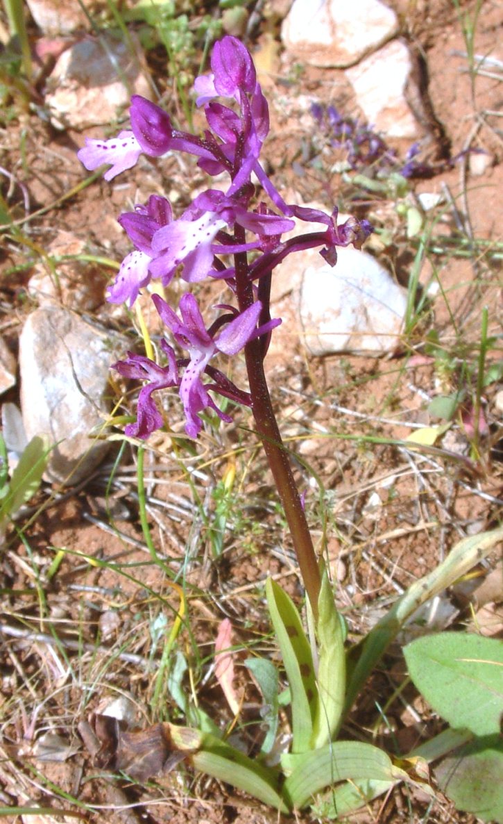 Orchis anatolica