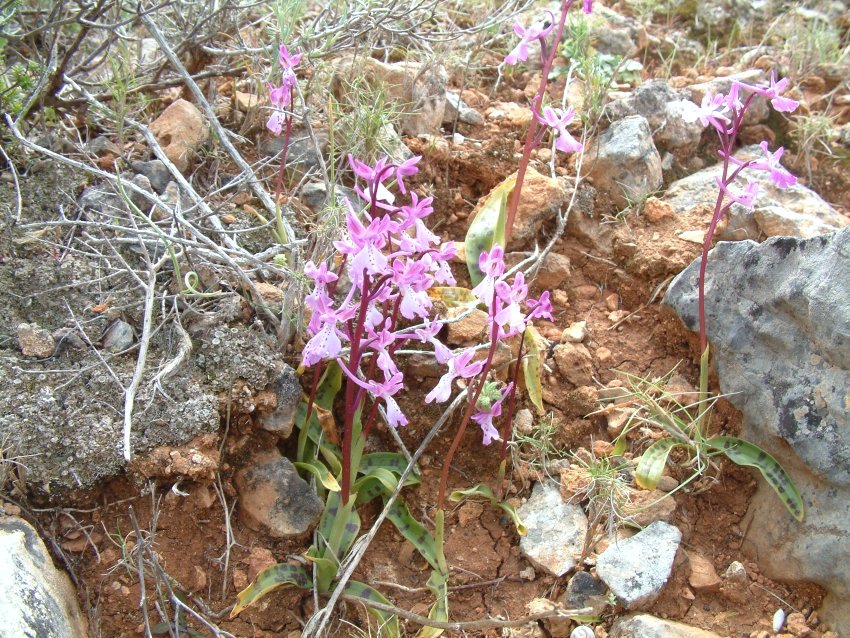 Orchis anatolica