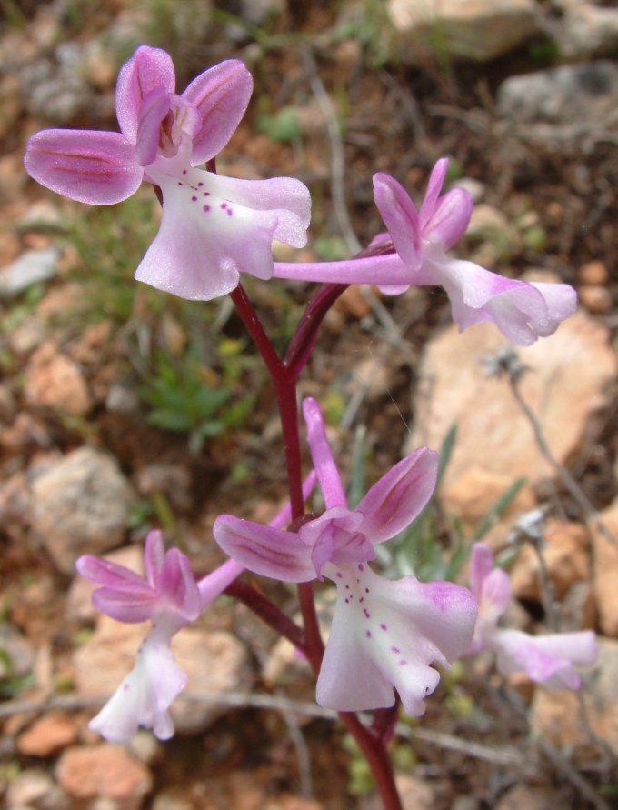 Orchis anatolica