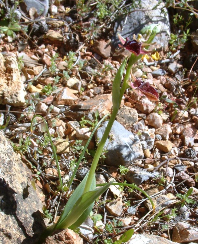 Ophrys mammosa