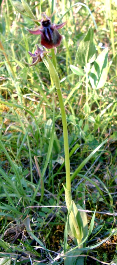 Ophrys mammosa