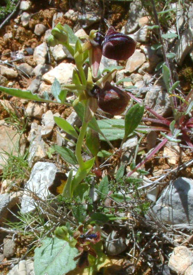 Ophrys mammosa