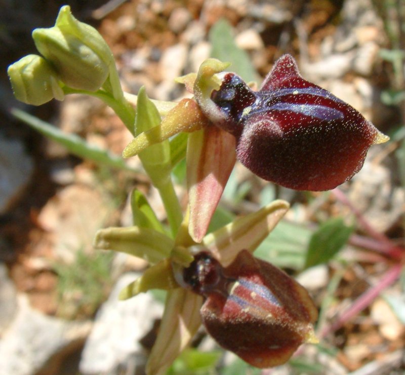 Ophrys mammosa