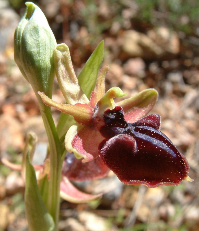 Ophrys mammosa