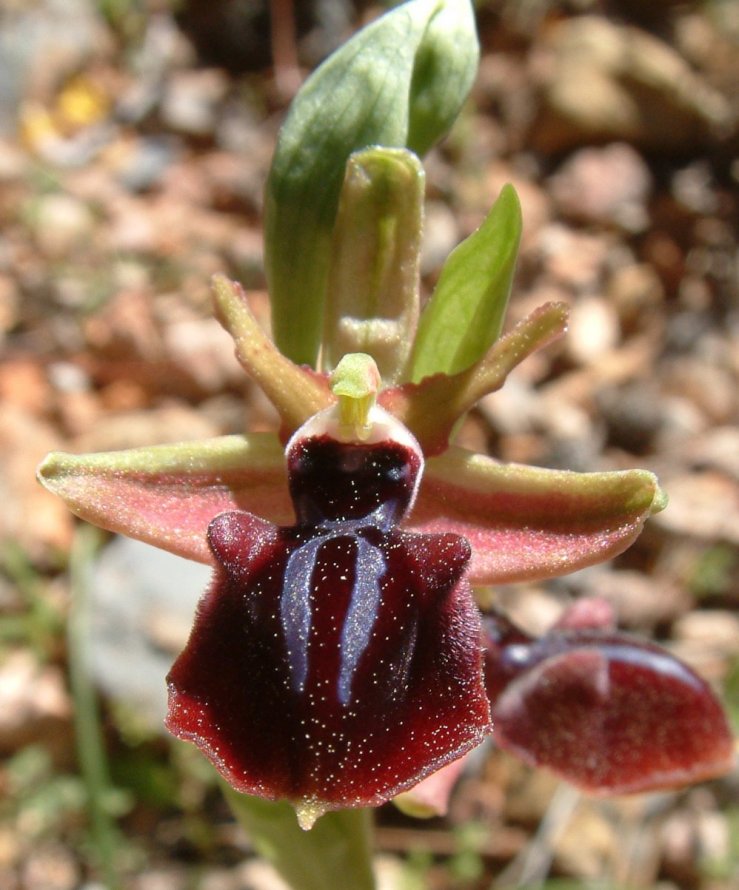 Ophrys mammosa