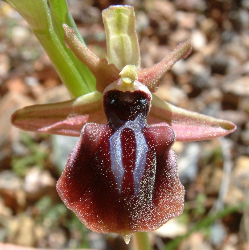 Ophrys mammosa