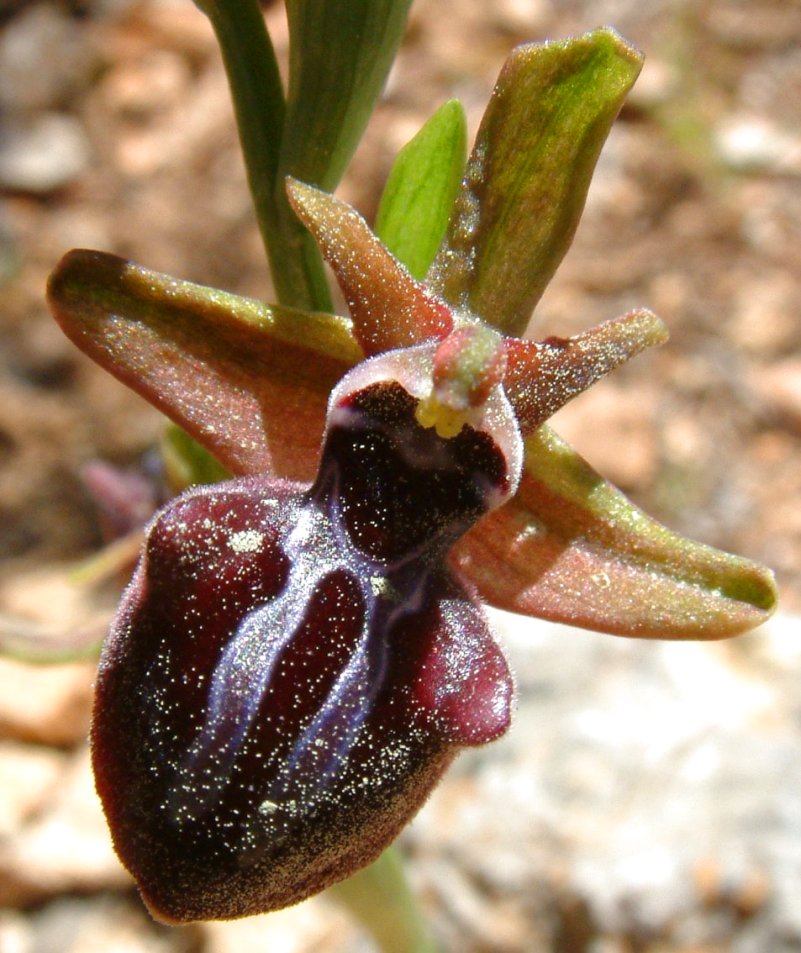 Ophrys mammosa
