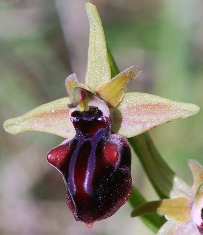 Ophrys mammosa