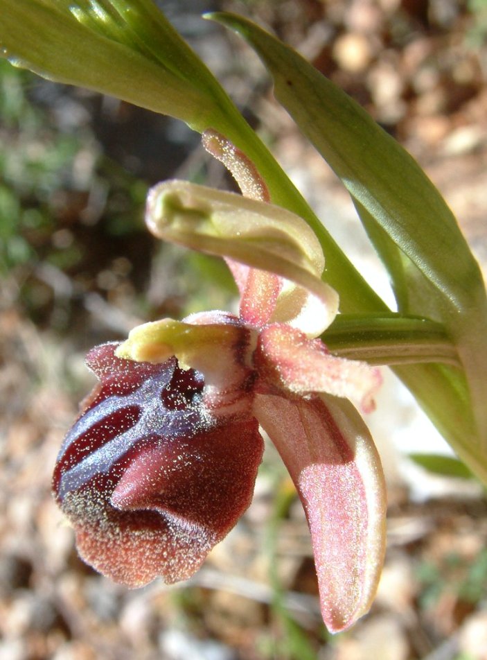 Ophrys mammosa