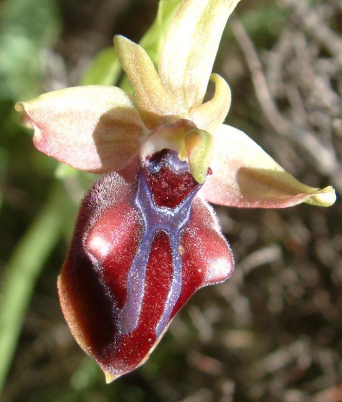 Ophrys mammosa