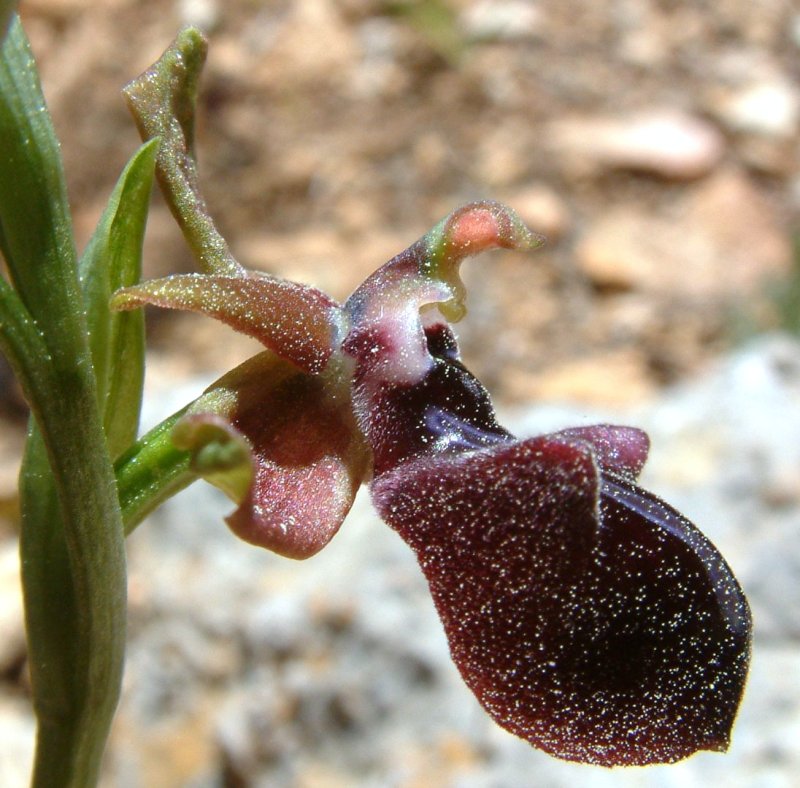 Ophrys mammosa