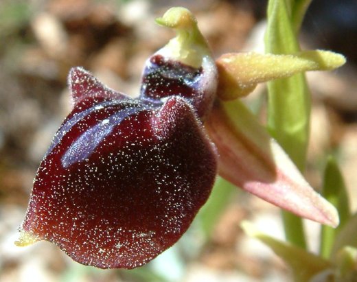 Ophrys mammosa
