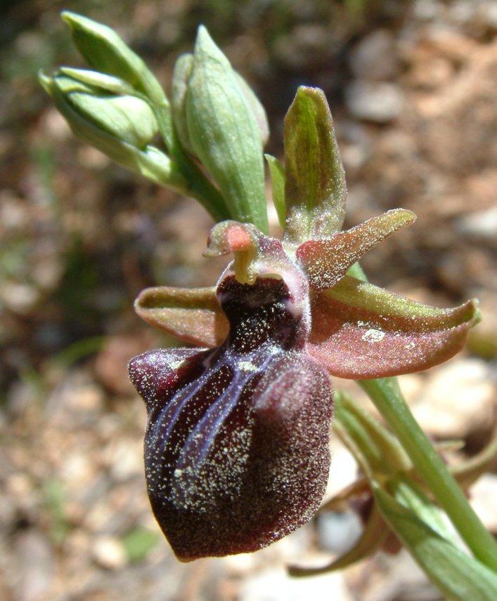 Ophrys mammosa