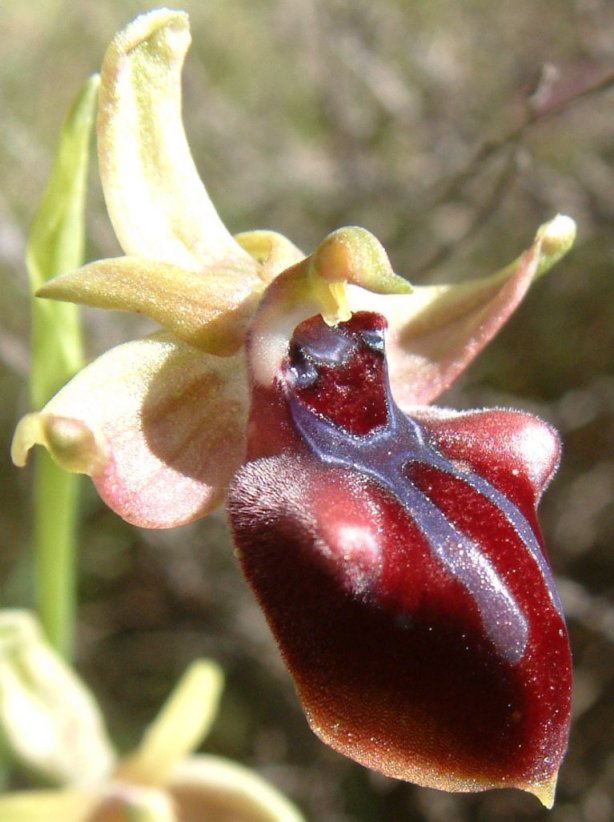 Ophrys mammosa