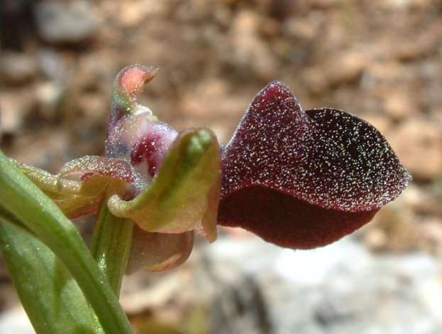 Ophrys mammosa