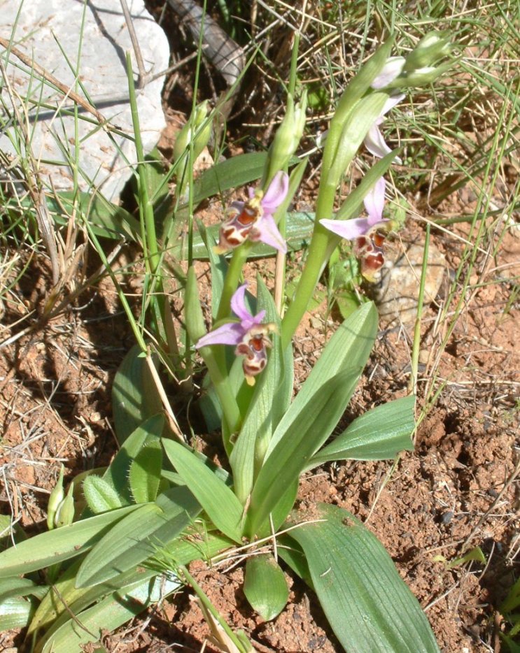 Ophrys orphanidea, O. masticorum e O. minutula