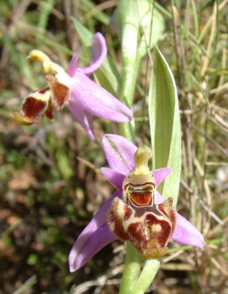 Ophrys orphanidea, O. masticorum e O. minutula