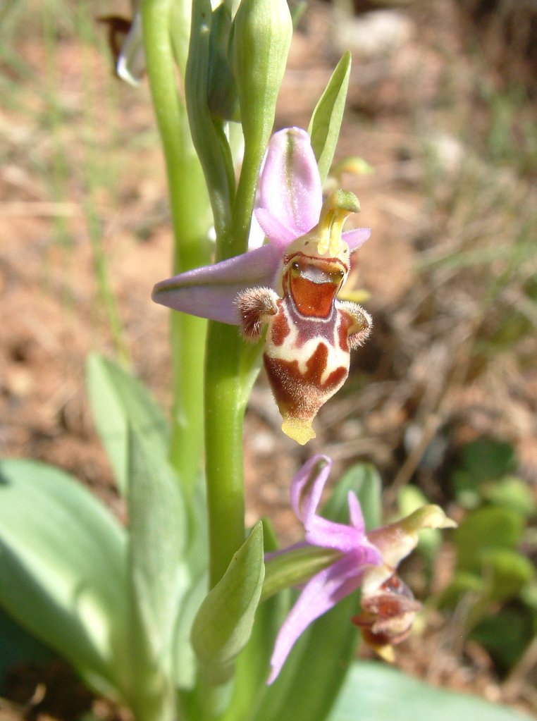 Ophrys orphanidea, O. masticorum e O. minutula