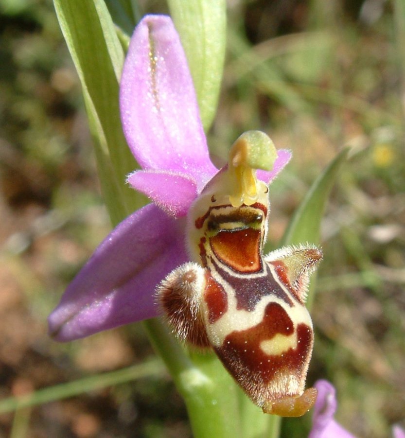 Ophrys orphanidea, O. masticorum e O. minutula