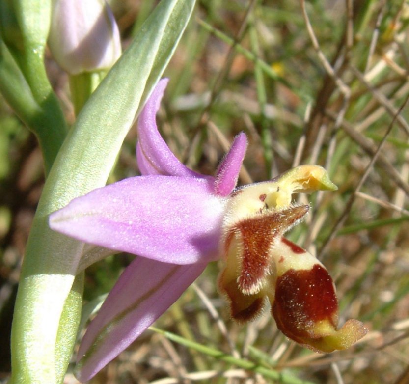 Ophrys orphanidea, O. masticorum e O. minutula