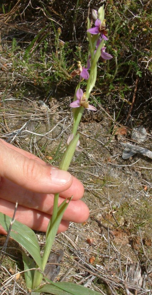 Ophrys orphanidea, O. masticorum e O. minutula