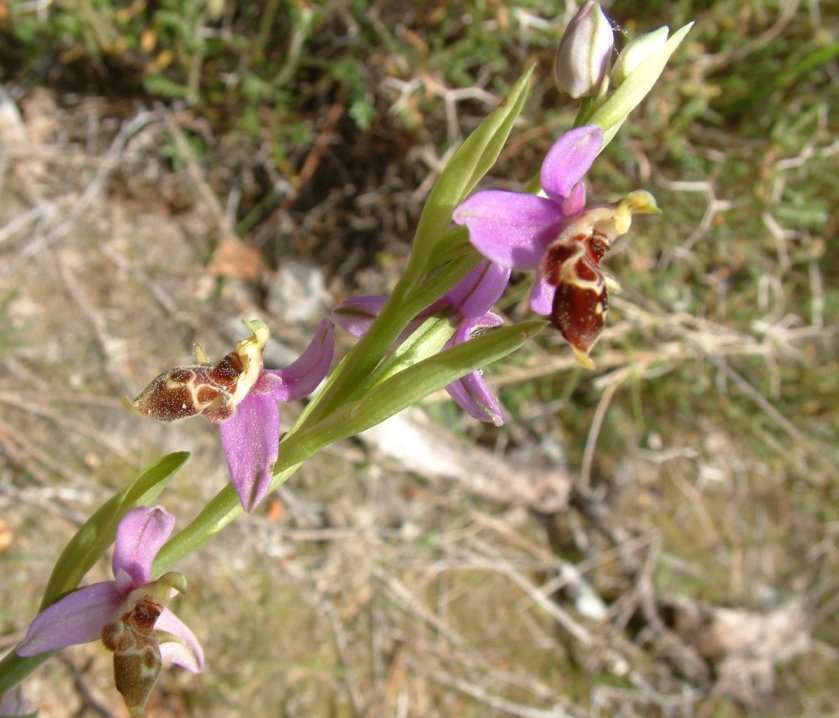 Ophrys orphanidea, O. masticorum e O. minutula