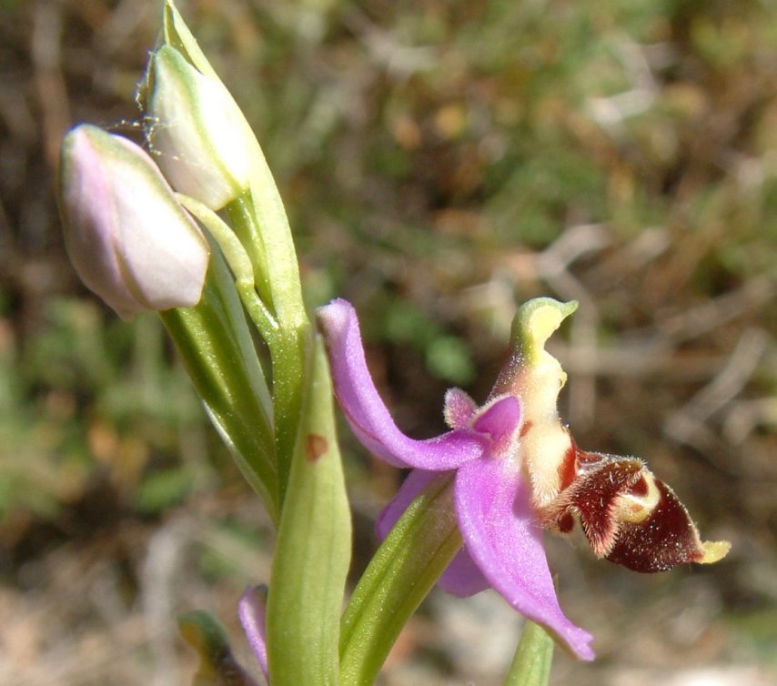 Ophrys orphanidea, O. masticorum e O. minutula