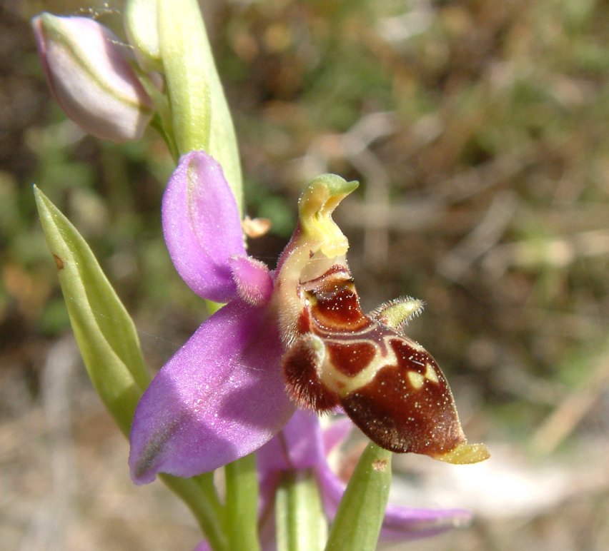 Ophrys orphanidea, O. masticorum e O. minutula