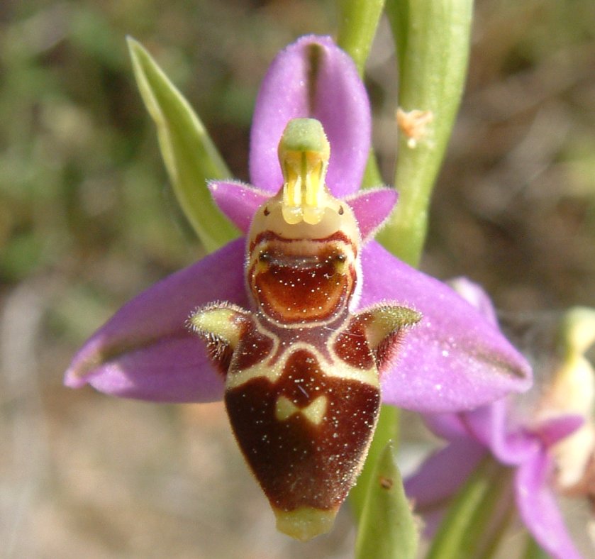 Ophrys orphanidea, O. masticorum e O. minutula