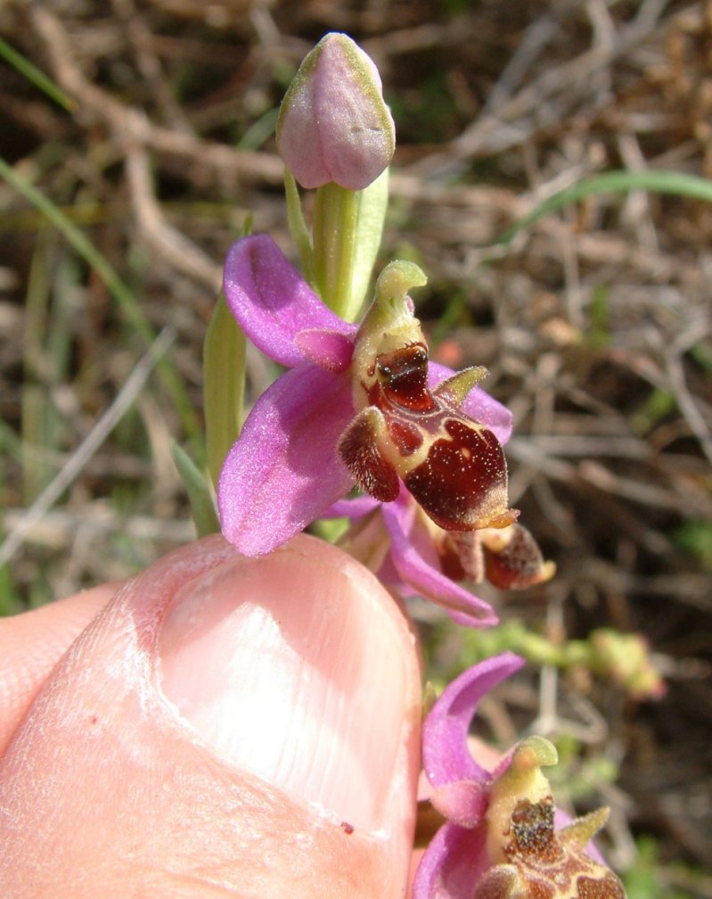 Ophrys orphanidea, O. masticorum e O. minutula