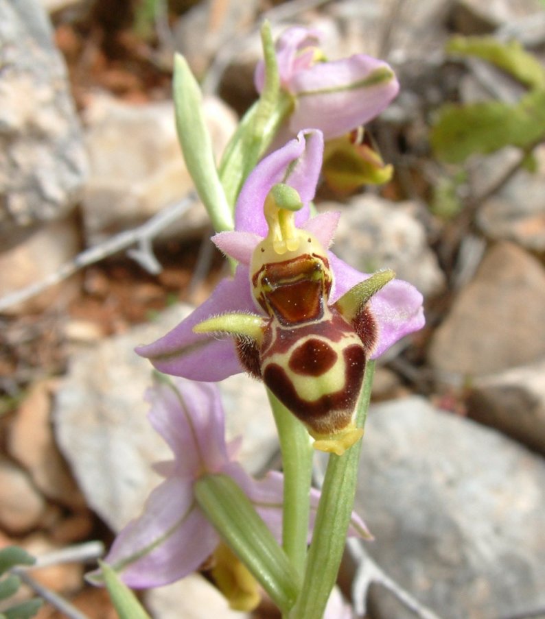 Ophrys orphanidea, O. masticorum e O. minutula