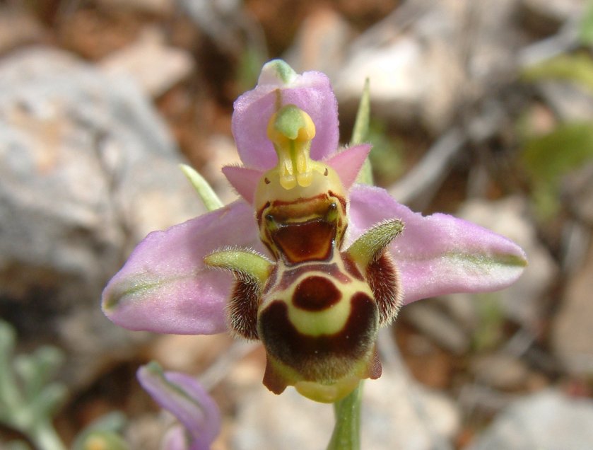 Ophrys orphanidea, O. masticorum e O. minutula