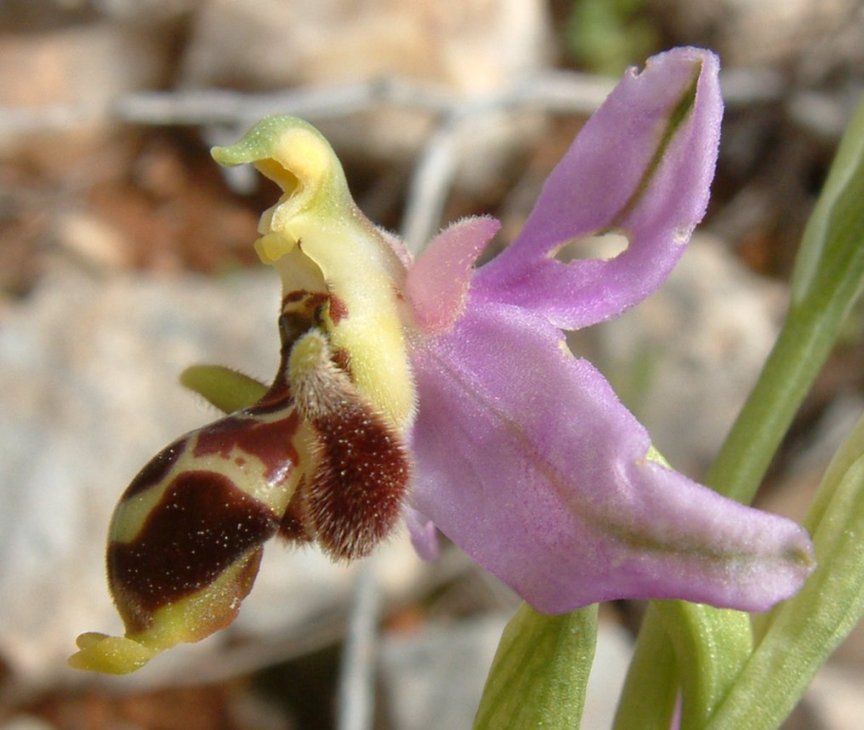 Ophrys orphanidea, O. masticorum e O. minutula