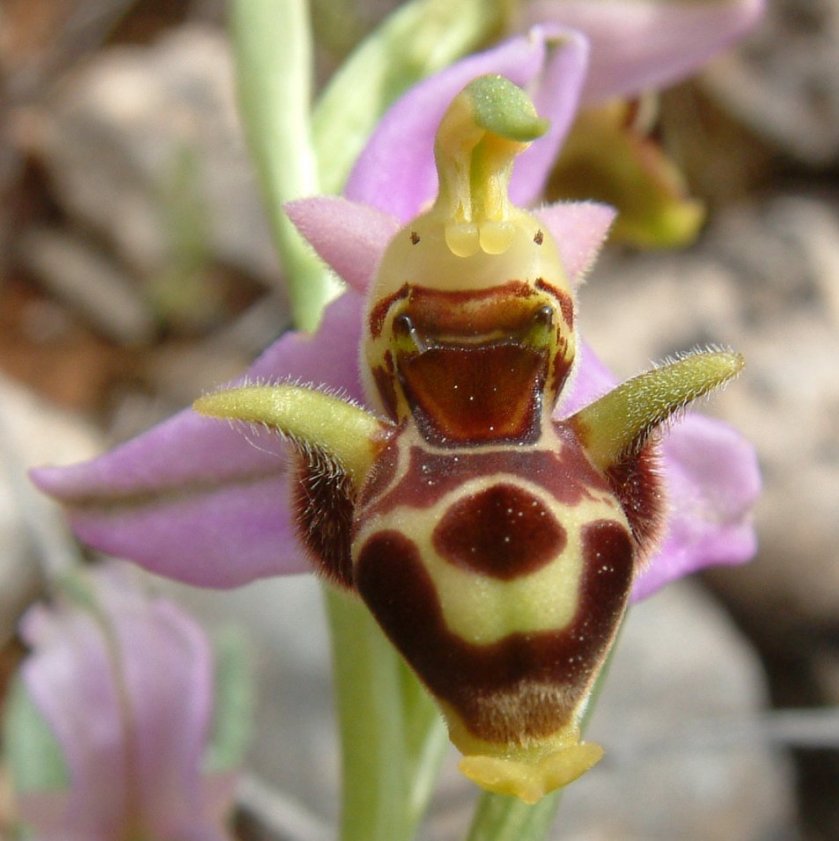 Ophrys orphanidea, O. masticorum e O. minutula