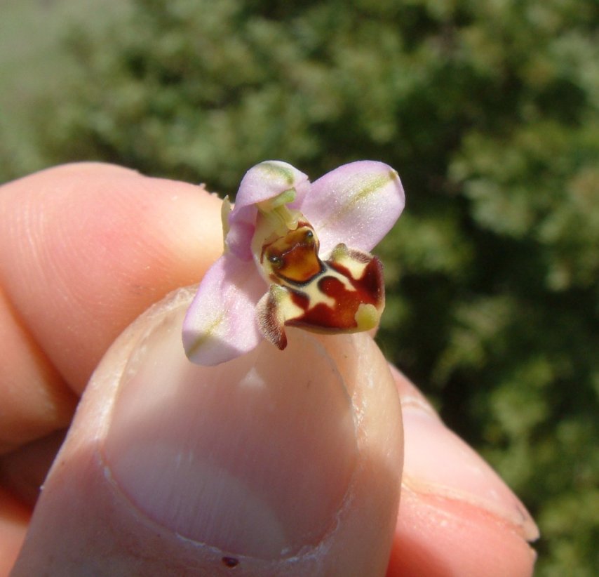 Ophrys orphanidea, O. masticorum e O. minutula