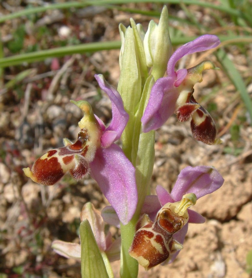 Ophrys orphanidea, O. masticorum e O. minutula