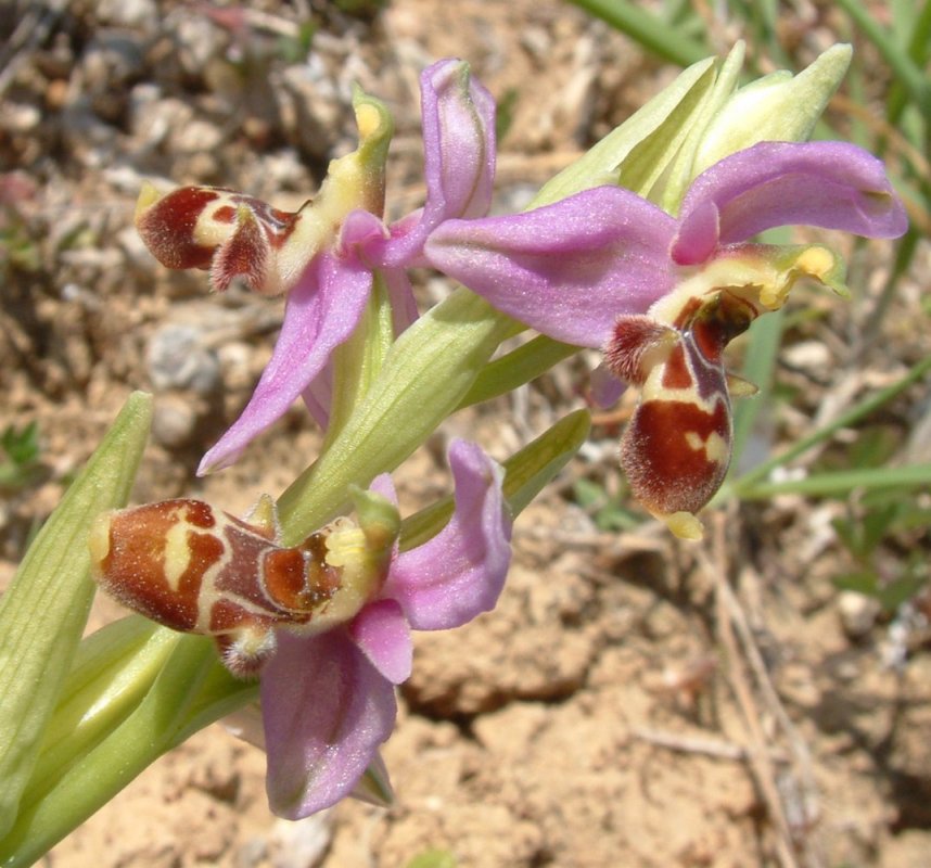 Ophrys orphanidea, O. masticorum e O. minutula