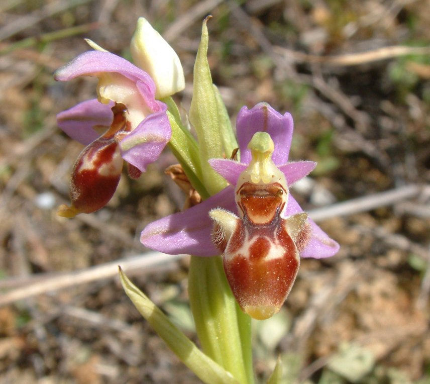 Ophrys orphanidea, O. masticorum e O. minutula