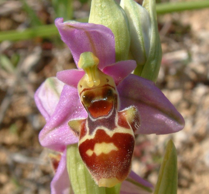 Ophrys orphanidea, O. masticorum e O. minutula