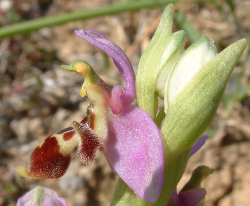 Ophrys orphanidea, O. masticorum e O. minutula