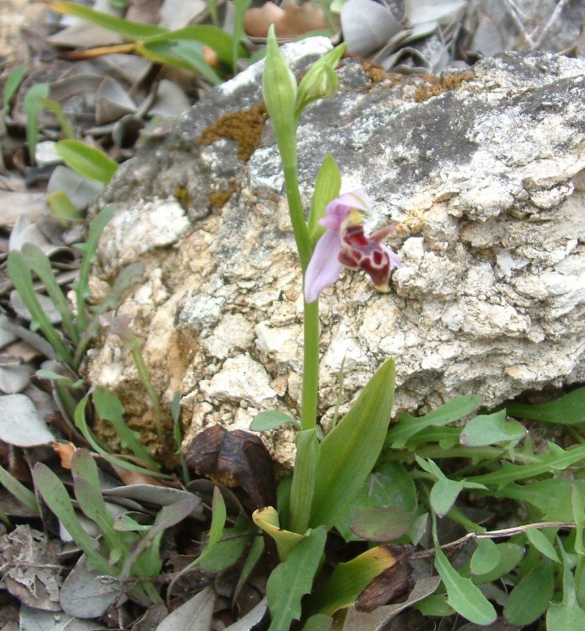 Ophrys orphanidea, O. masticorum e O. minutula