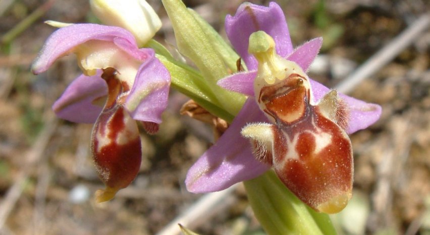 Ophrys orphanidea, O. masticorum e O. minutula