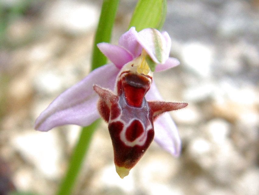 Ophrys orphanidea, O. masticorum e O. minutula