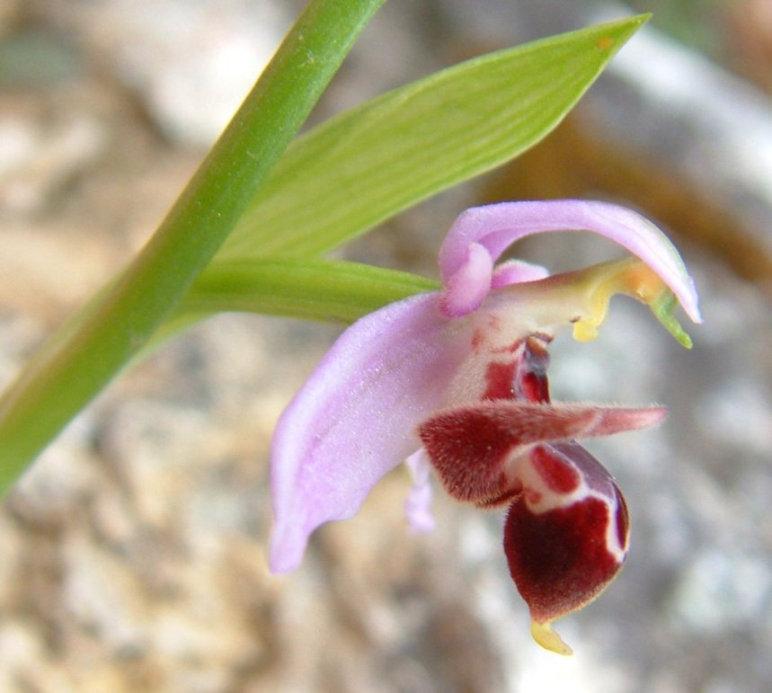 Ophrys orphanidea, O. masticorum e O. minutula