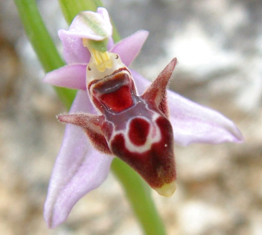 Ophrys orphanidea, O. masticorum e O. minutula