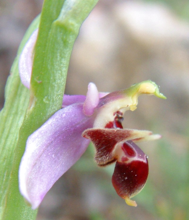 Ophrys orphanidea, O. masticorum e O. minutula