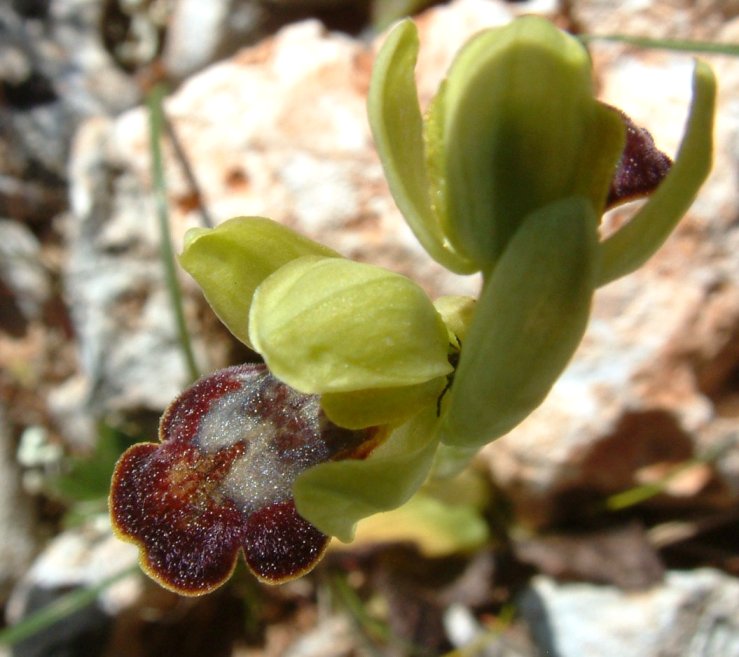 Ophrys sancti-isidorii