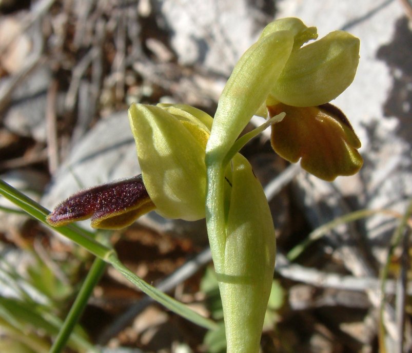 Ophrys sancti-isidorii