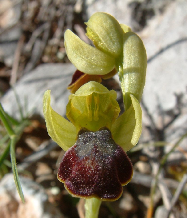 Ophrys sancti-isidorii
