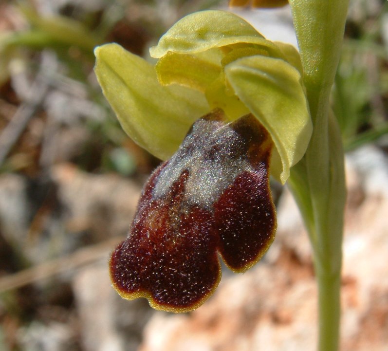 Ophrys sancti-isidorii